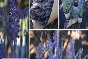 Flower Power—French Lavender