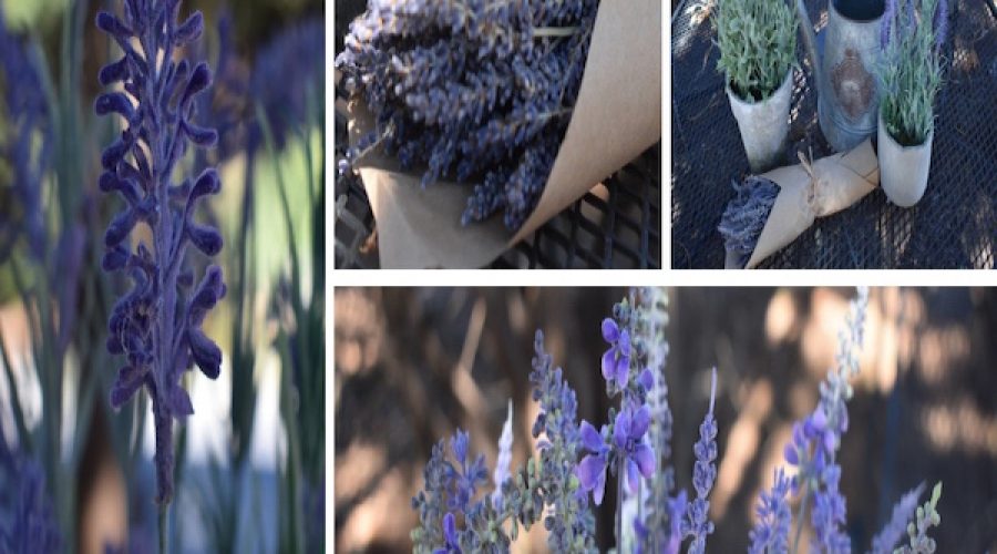 Flower Power—French Lavender