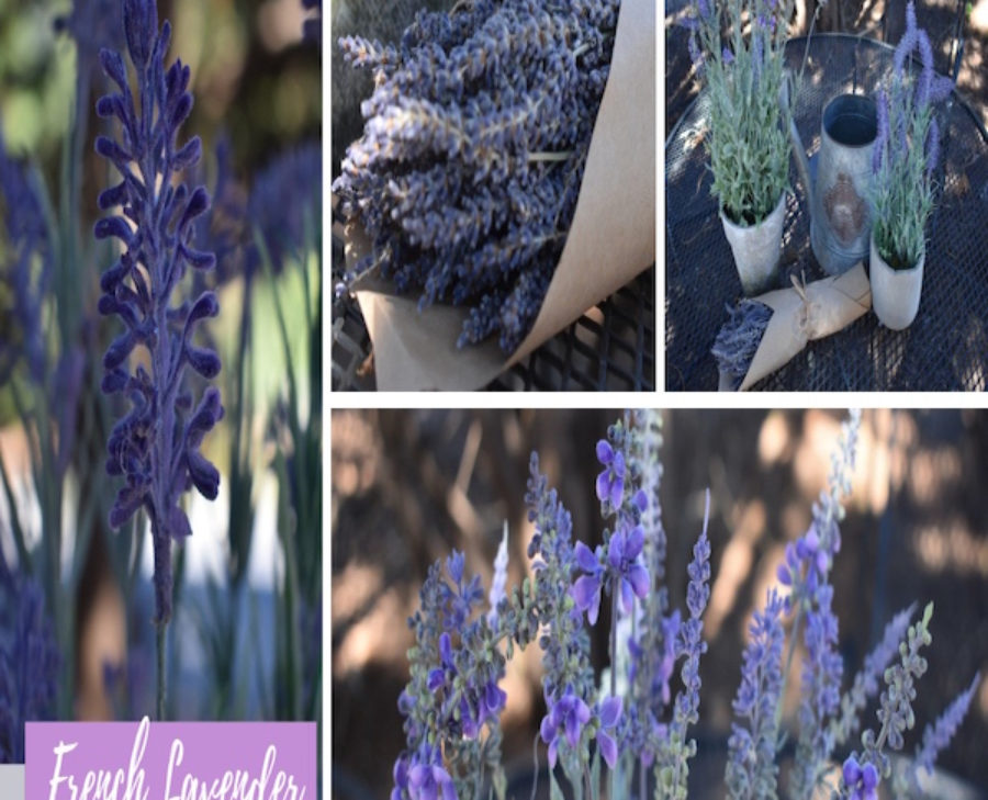 Flower Power—French Lavender