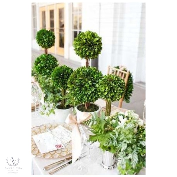 Boxwood Charm: Mini Topiary - Image 2