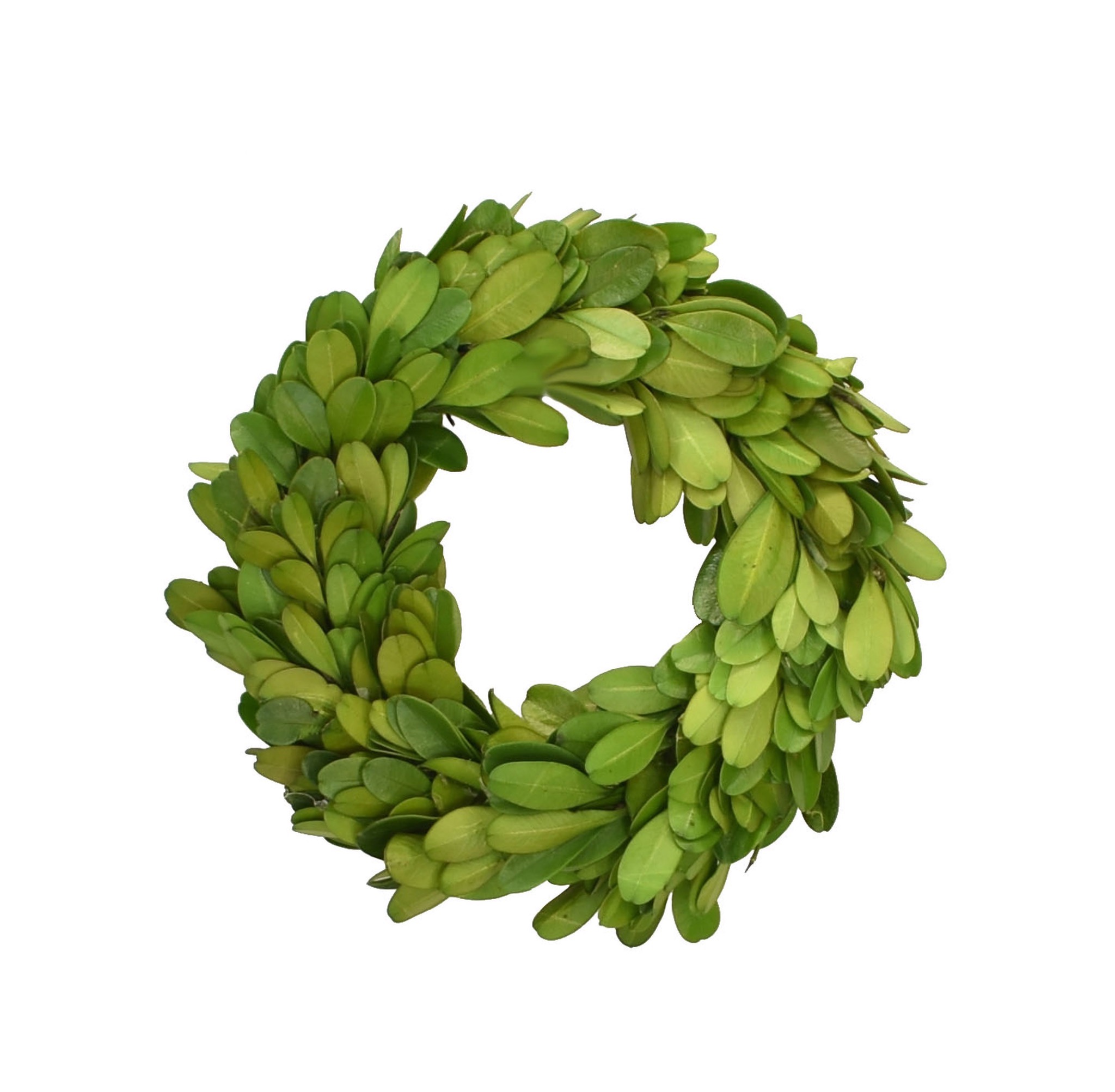 CHOOSE 6, 8 OR 10 Small Mini Preserved Boxwood Wreath w/Sheer  Ribbon-Year Round Wreath-Farmhouse Decor-Christmas-Wedding-Spring