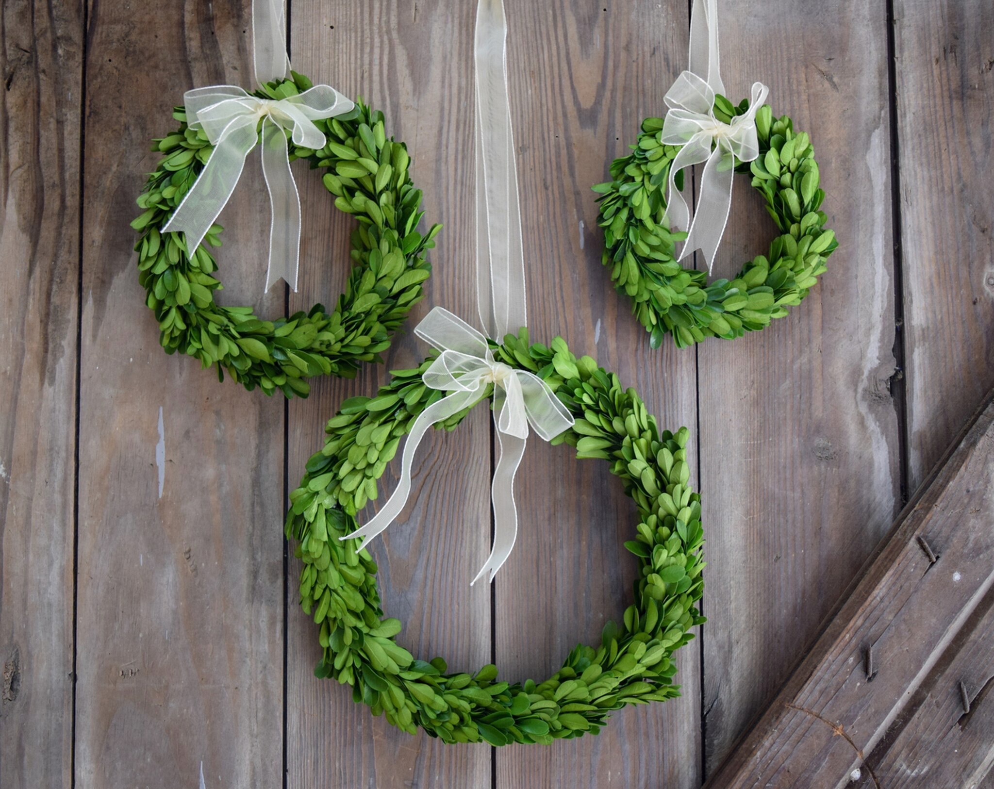 CHOOSE 6, 8 OR 10 Small Mini Preserved Boxwood Wreath w/Sheer  Ribbon-Year Round Wreath-Farmhouse Decor-Christmas-Wedding-Spring