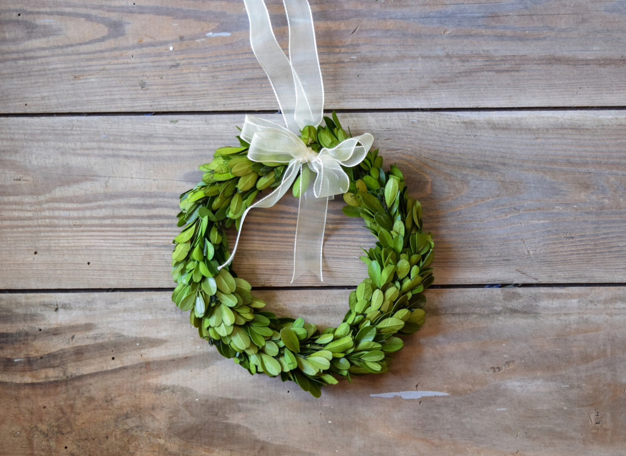 CHOOSE 6, 8 OR 10 Small Mini Preserved Boxwood Wreath w/Sheer  Ribbon-Year Round Wreath-Farmhouse Decor-Christmas-Wedding-Spring