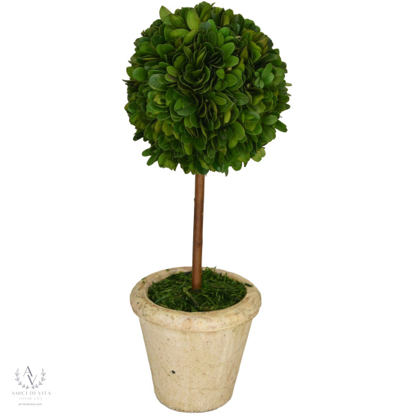 Preserved Small Boxwood Topiary 5"x12"-Year Round-Topiary-Farmhouse Decor-Wedding-Spring - Image 4