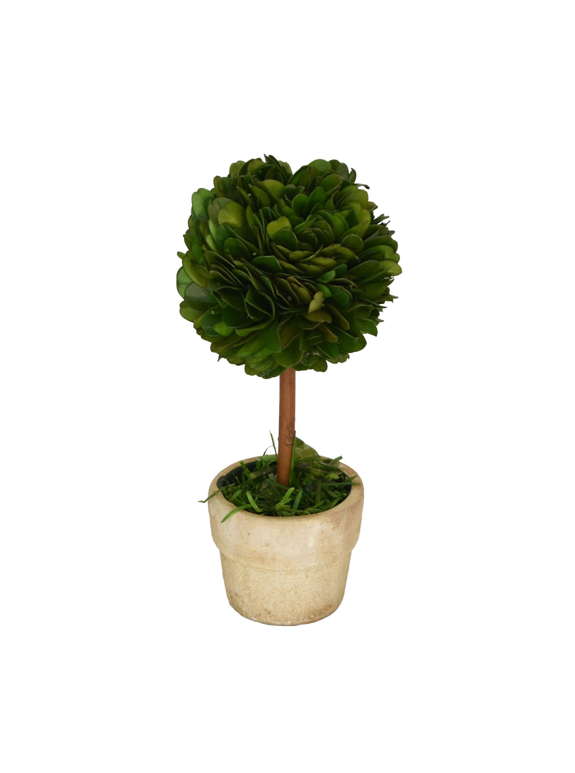 CHOOSE 6″, 8″ OR 10″ Small Mini Heart Shaped Preserved Boxwood