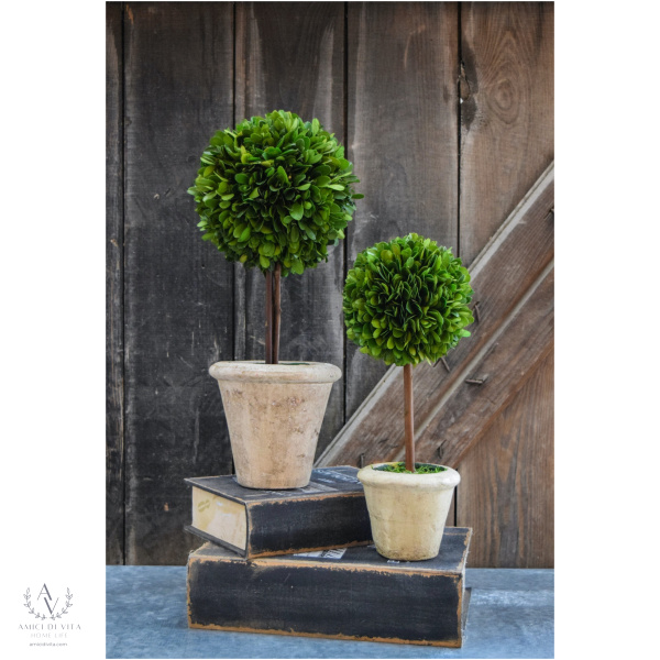 Boxwood Charm: Mini Topiary - Image 3