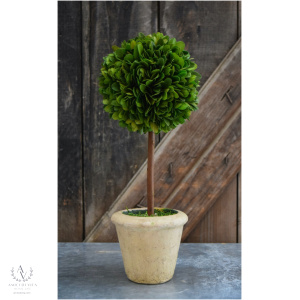 Preserved Small Boxwood Topiary 5"x12"-Year Round-Topiary-Farmhouse Decor-Wedding-Spring