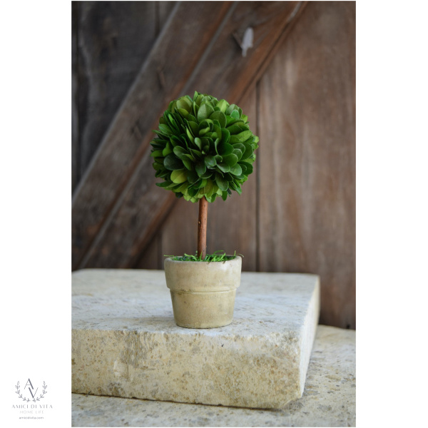 Boxwood Charm: Mini Topiary - Image 4